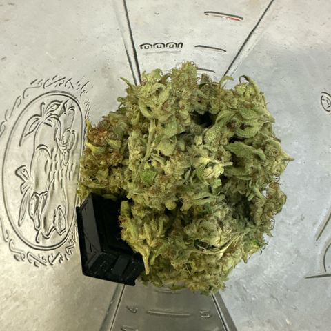 Fuel D.OG #1 Female 47.36g growlog timeline photo