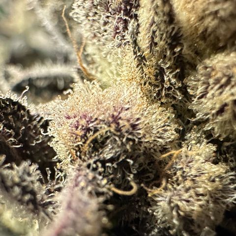 MiscxLAZ #29 C growlog timeline photo