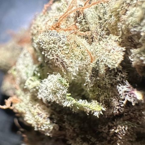 CxLAZ #16 50.72g growlog photo: Moved to bag with Integra packs