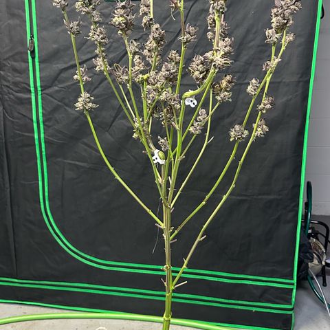 MiscxLAZ #27 C 39g growlog timeline photo
