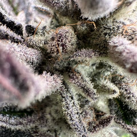 MiscxLAZ #29 C growlog timeline photo