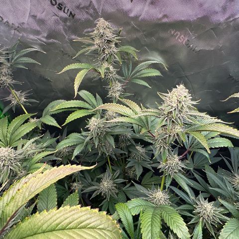 MiscxLAZ #26 C #2 growlog timeline photo
