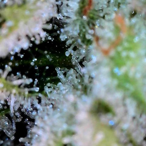 MiscxLAZ #26 C #2 growlog timeline photo