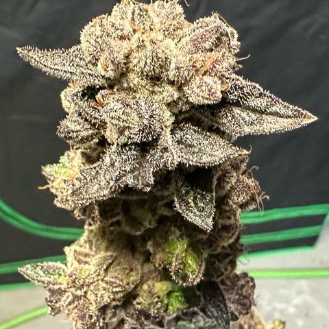 MiscxLAZ #22 C 42.33g growlog timeline photo
