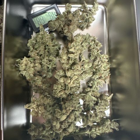 CxLAZ #31 C growlog timeline photo