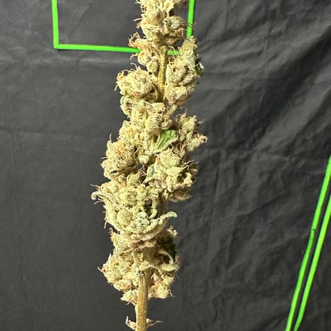 CxLAZ #31 C growlog photo: Moved to pan
Herm