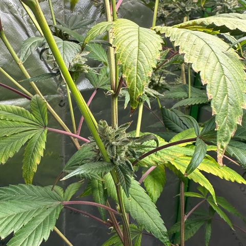 MiscxLAZ #26 C #2 growlog timeline photo
