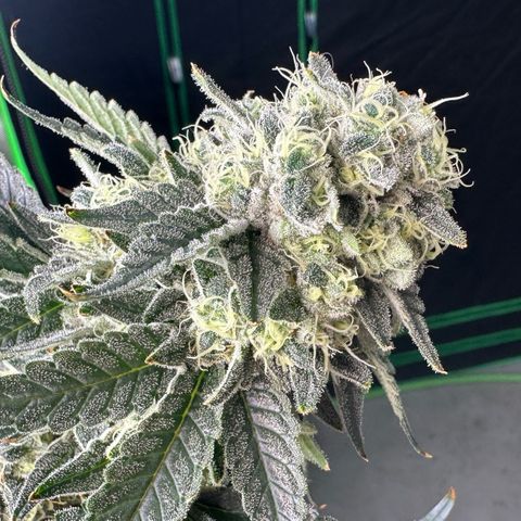 CxLAZ #15 C #1 growlog timeline photo