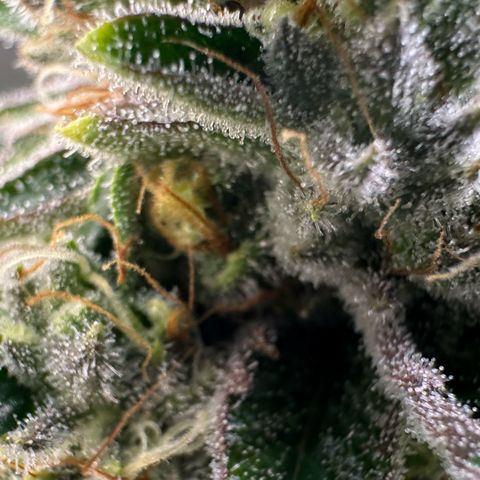 MiscxLAZ #26 C #2 growlog timeline photo