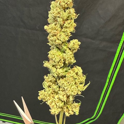 Fuel D.OG #1 Female 47.36g growlog photo: Moved to jar