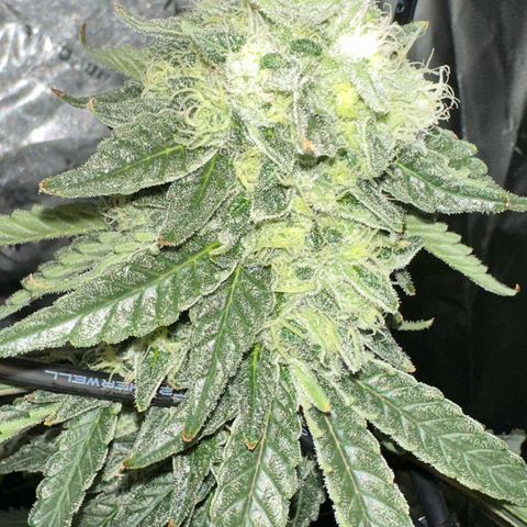 CxLAZ #15 C #1 growlog photo: Possible light bleaching