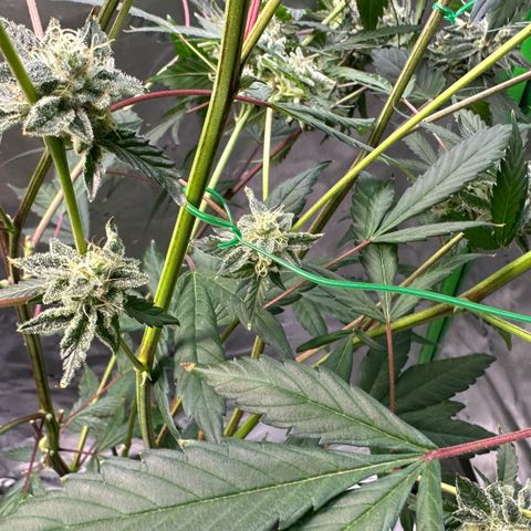 CxLAZ #15 C #1 growlog timeline photo