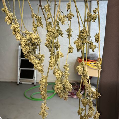MiscxLAZ #26 C #1 47.15g growlog timeline photo
