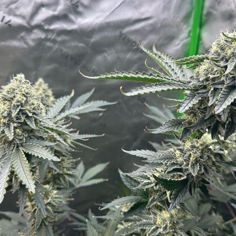 CxLAZ #15 C #1 growlog timeline photo