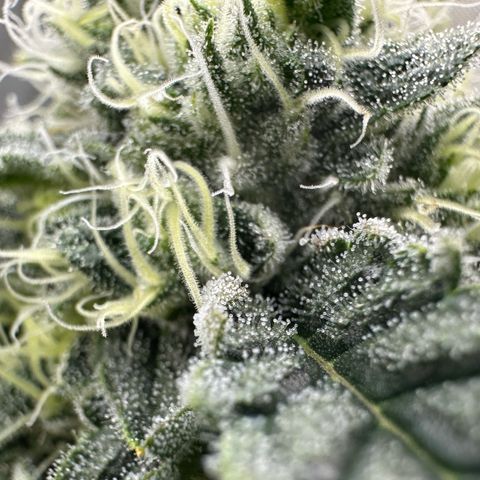 CxLAZ #15 C #1 growlog timeline photo