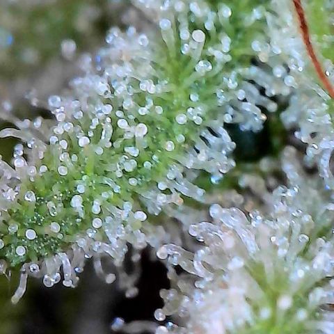 MiscxLAZ #26 C #2 growlog timeline photo