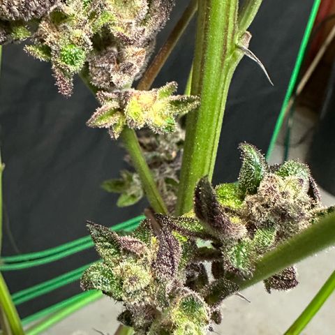 MiscxLAZ #27 C 39g growlog timeline photo