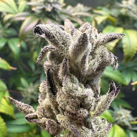 MiscxLAZ #29 C growlog timeline photo
