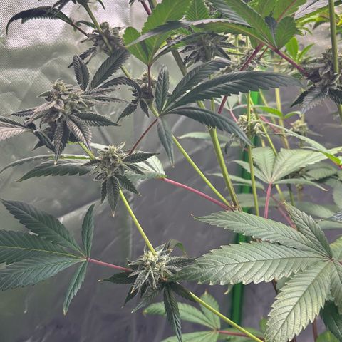 MiscxLAZ #26 C #2 growlog timeline photo