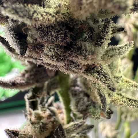 MiscxLAZ #29 C growlog timeline photo