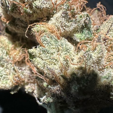 CxLAZ #11 50.28g growlog photo: Moved to bag
