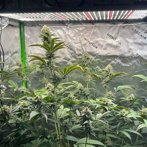 MiscxLAZ #26 C #2 growlog timeline photo