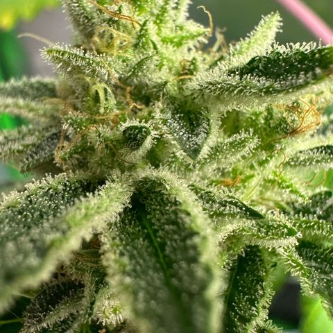 MiscxLAZ #26 C #2 growlog timeline photo