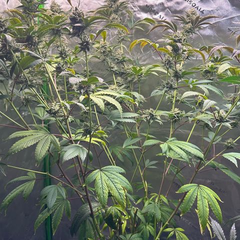 MiscxLAZ #26 C #2 growlog timeline photo