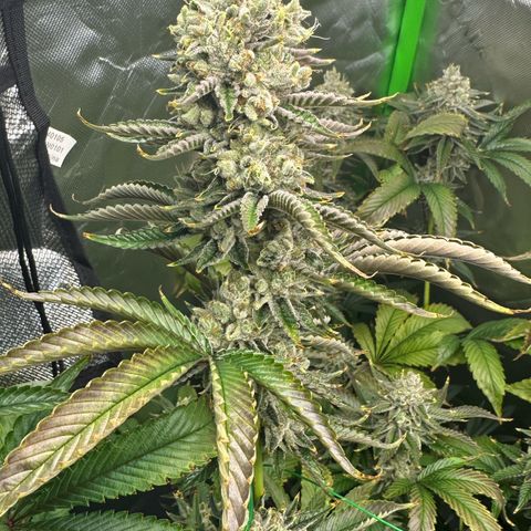 MiscxLAZ #26 C #2 growlog timeline photo