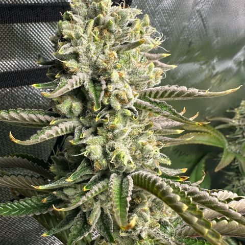 MiscxLAZ #26 C #2 growlog timeline photo