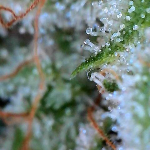 MiscxLAZ #26 C #2 growlog timeline photo