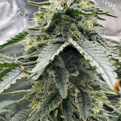 CxLAZ #15 C #1 growlog timeline photo