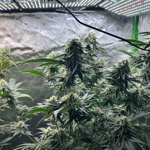CxLAZ #15 C #1 growlog timeline photo