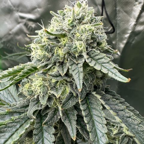 CxLAZ #15 C #1 growlog photo: Light bleaching on a few buds