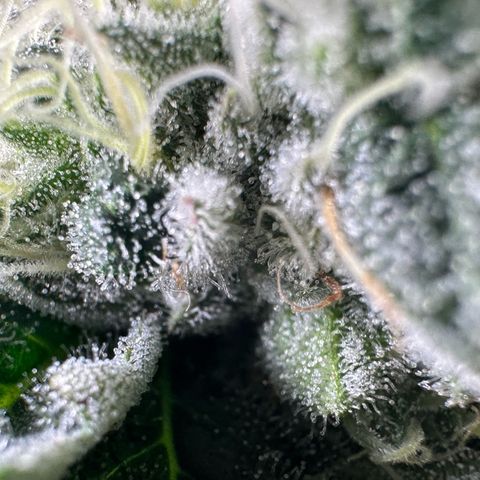 CxLAZ #15 C #1 growlog timeline photo
