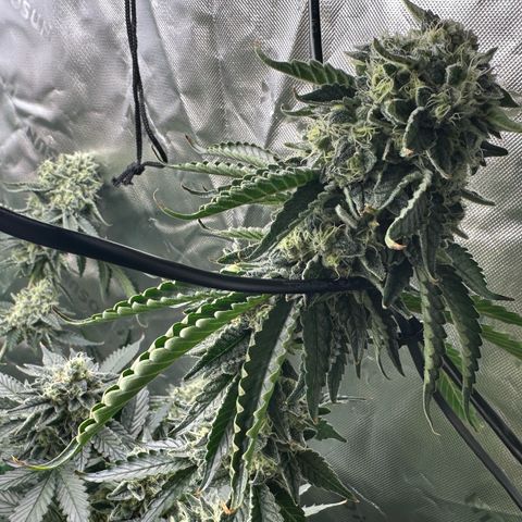 CxLAZ #15 C #1 growlog timeline photo