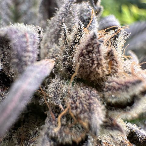 MiscxLAZ #29 C growlog timeline photo