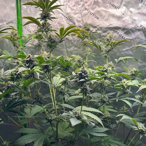 MiscxLAZ #26 C #2 growlog timeline photo