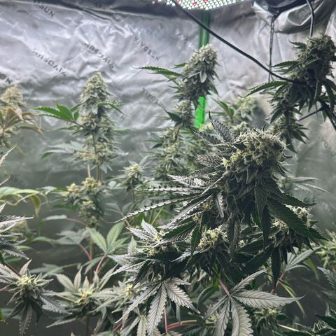 CxLAZ #15 C #1 growlog timeline photo