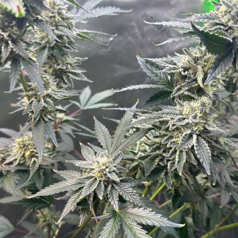 CxLAZ #15 C #1 growlog timeline photo
