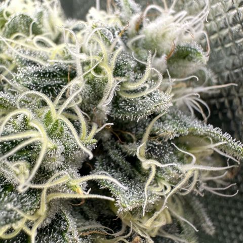CxLAZ #15 C #1 growlog photo: Light bleaching on a few buds