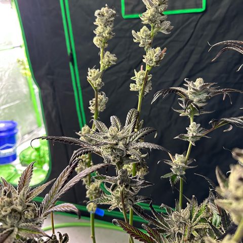 MiscxLAZ #29 C growlog timeline photo