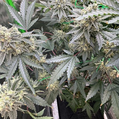 CxLAZ #15 C #1 growlog timeline photo