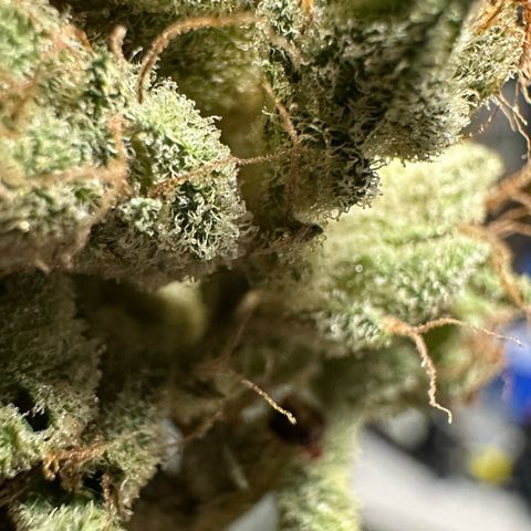 CxLAZ #20 C1 25g growlog photo: Moved to pan