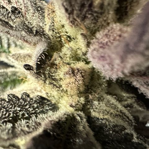 MiscxLAZ #29 C growlog timeline photo