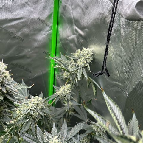 CxLAZ #15 C #1 growlog photo: Light bleaching on a few buds