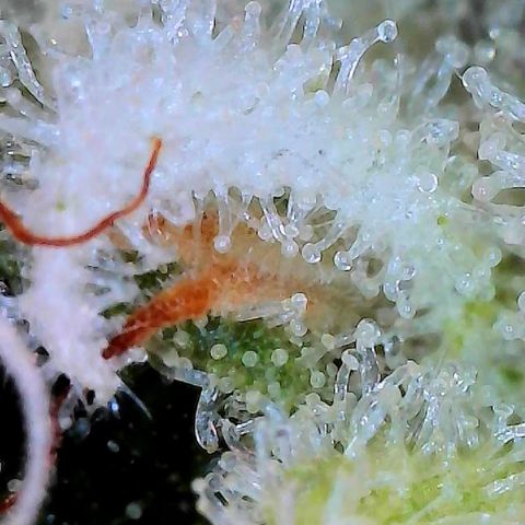 CxLAZ #15 C #1 growlog photo: Light bleaching on a few buds