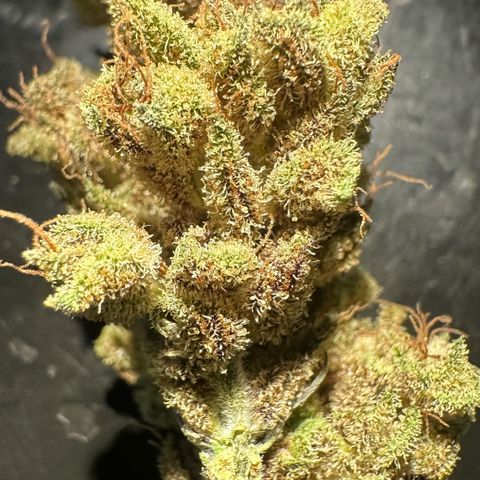 Misc x (LA Kush x Zkittles) #28 13.53g growlog photo: Moved to bag
