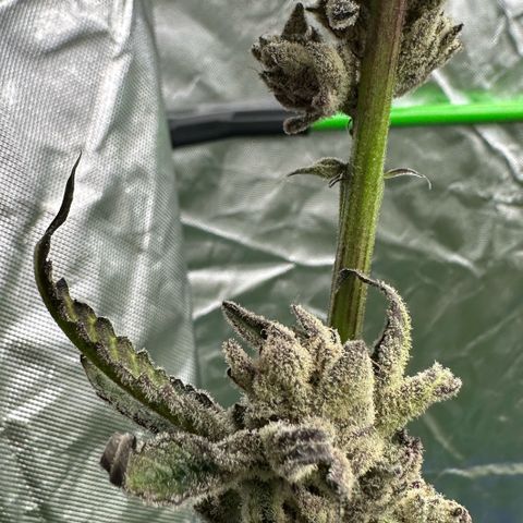 MiscxLAZ #29 C growlog timeline photo