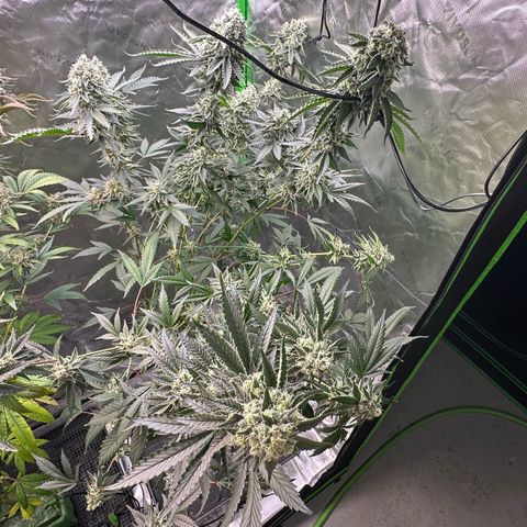 CxLAZ #15 C #1 growlog timeline photo
